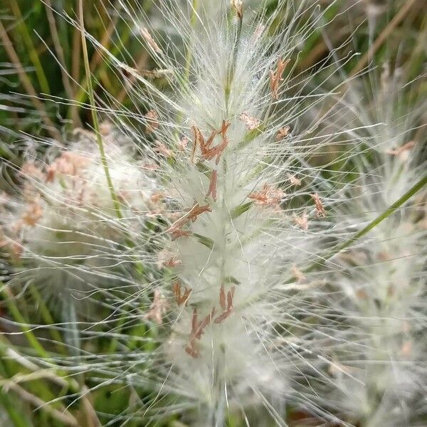 Cenchrus orientalis Flower