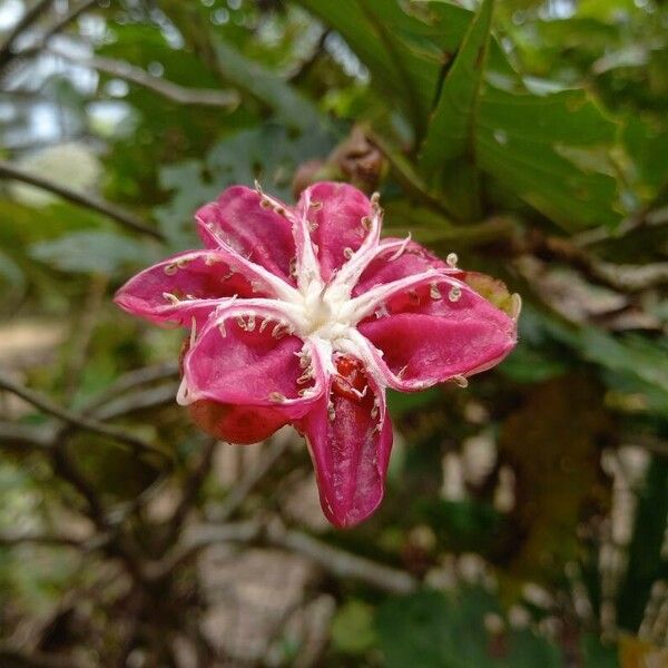 Dillenia suffruticosa Flower