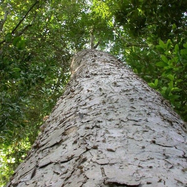 Vochysia guatemalensis Schors