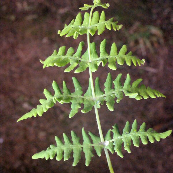 Histiopteris incisa Folha