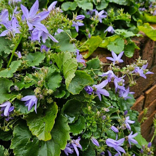 Campanula garganica Habitus