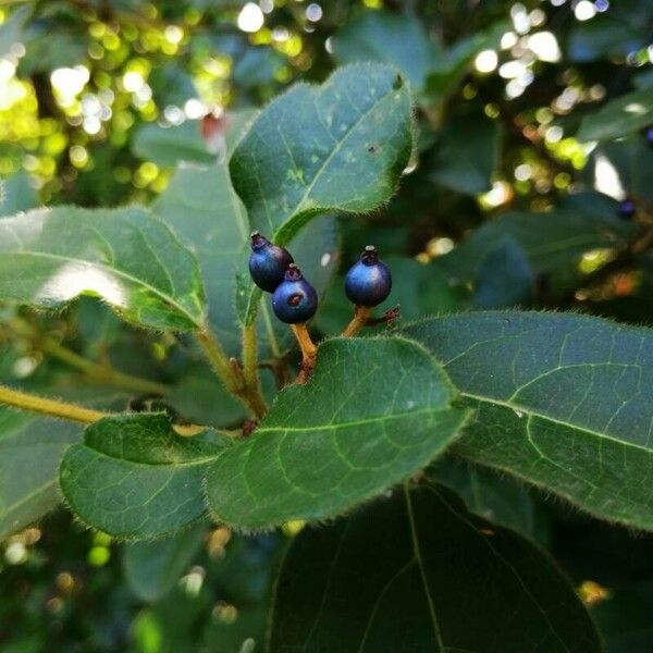 Viburnum tinus 果實