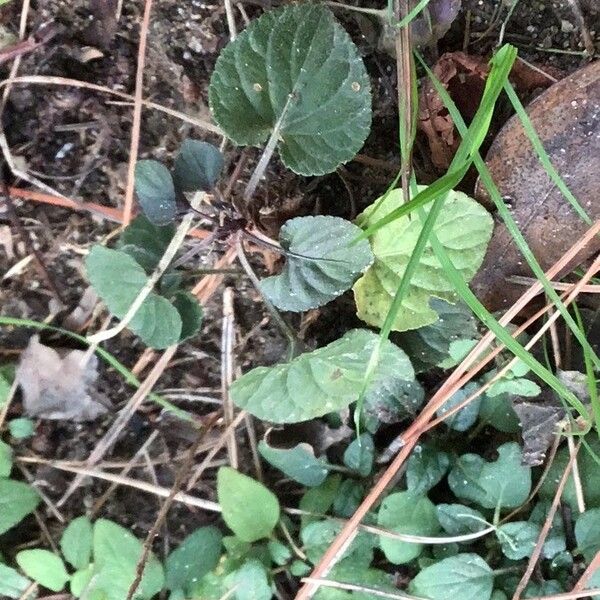 Viola riviniana Blatt