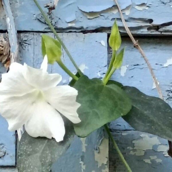 Thunbergia fragrans Flor