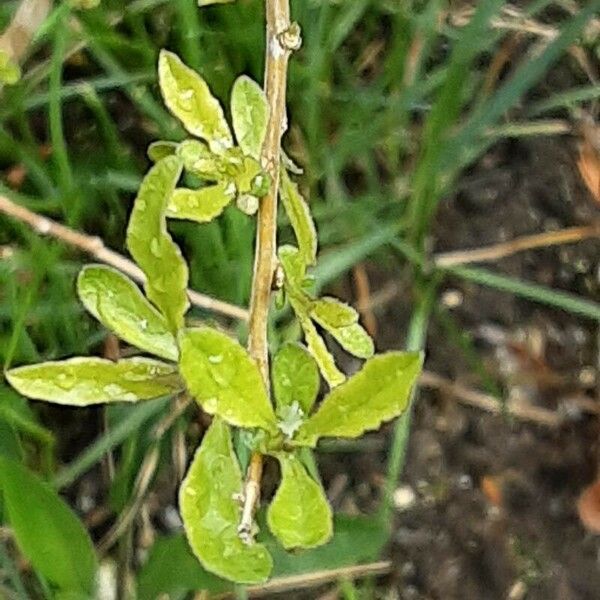 Lycium barbarum পাতা