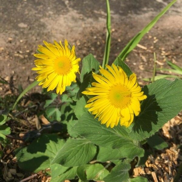 Doronicum columnae Blüte