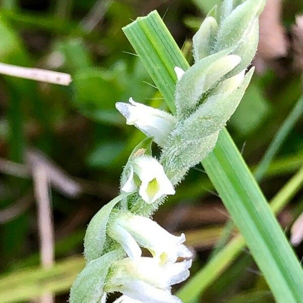 Spiranthes spiralis Fiore