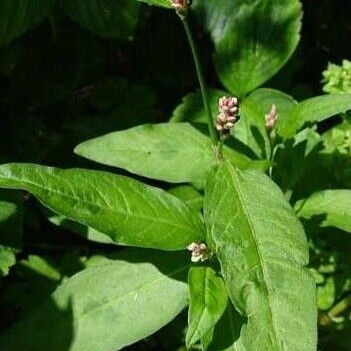 Persicaria maculosa Habitus