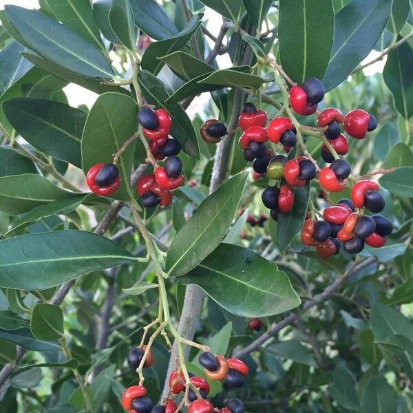 Apodytes dimidiata Fruit