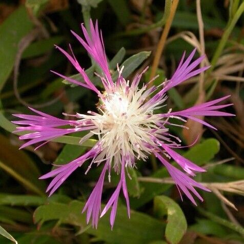 Centaurea napifolia Flors