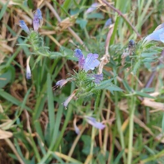 Echium plantagineum Bloem