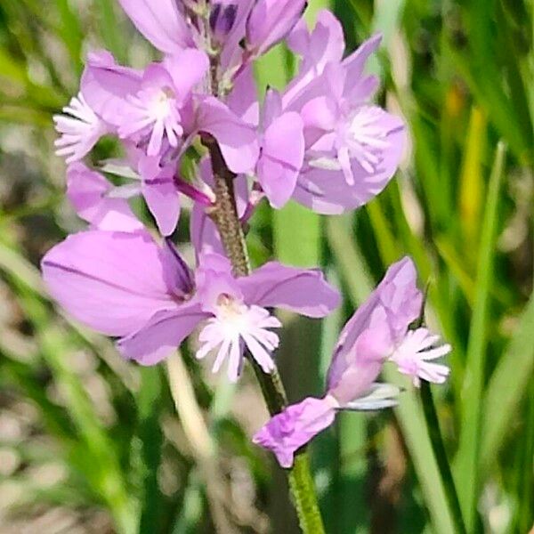 Polygala comosa Flower