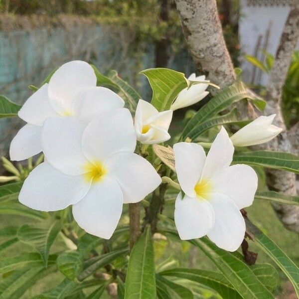 Plumeria pudica Цветок