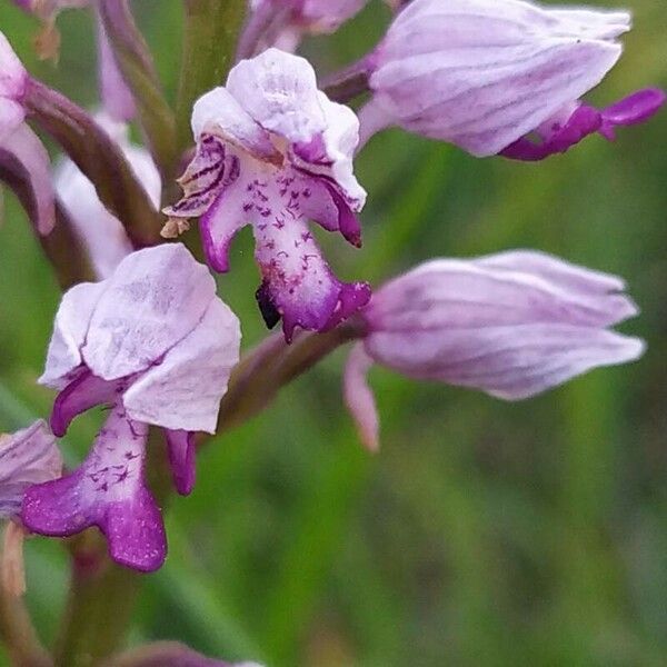 Orchis militaris Flower