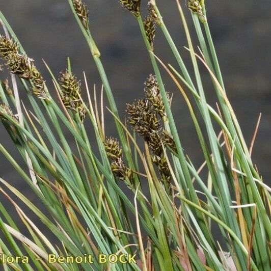 Carex lachenalii Habitus