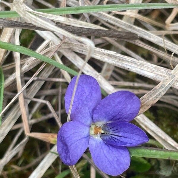 Viola hirta ᱵᱟᱦᱟ