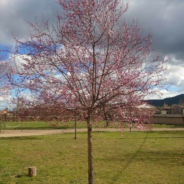 Prunus cerasifera Flor