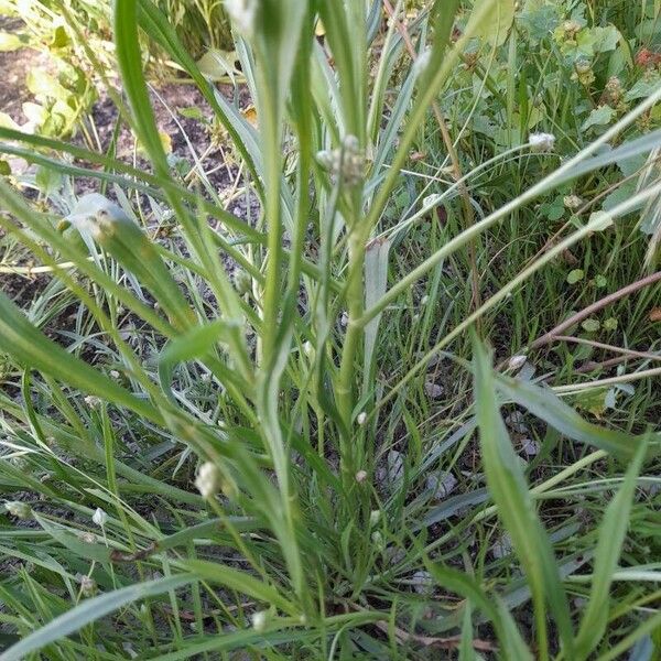 Plantago ovata 其他