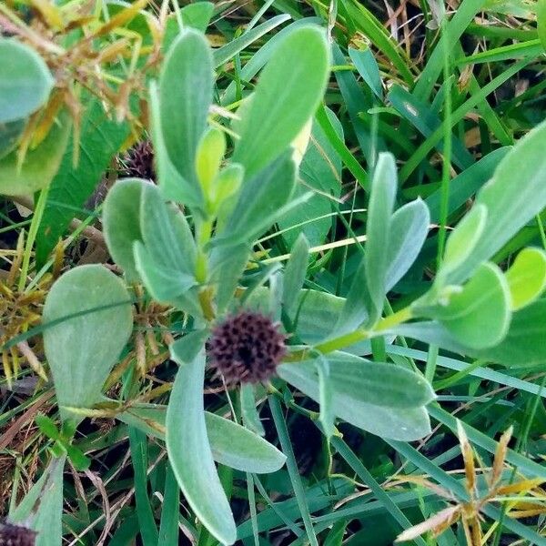 Borrichia frutescens Flower