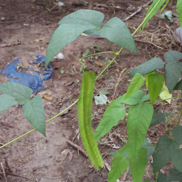 Psophocarpus tetragonolobus Fruit