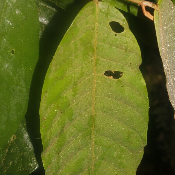 Virola sebifera Leaf