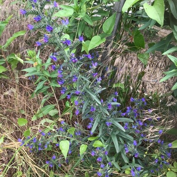 Echium vulgare Habit