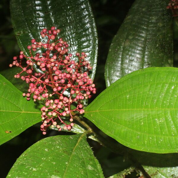 Miconia ligulata Õis