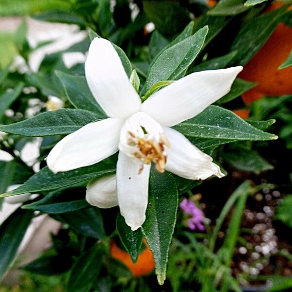 Citrus × aurantium Blüte