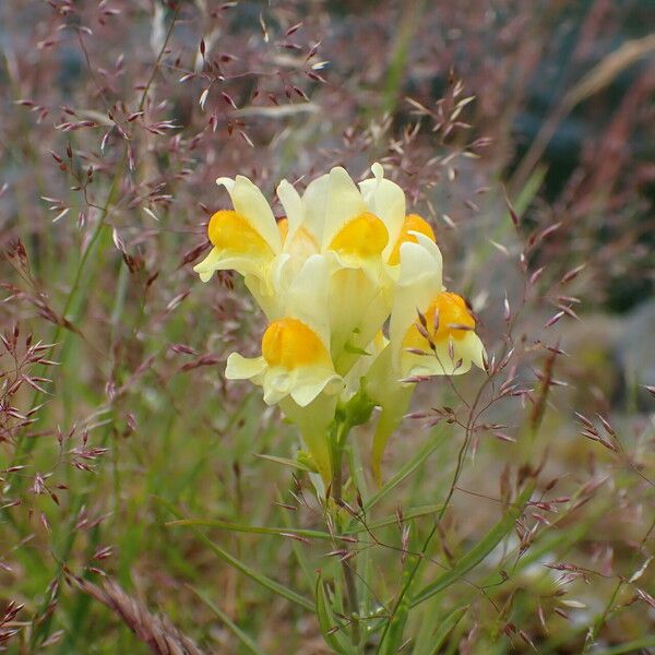 Linaria vulgaris ᱛᱟᱦᱮᱸ