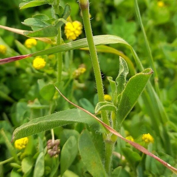 Silene gallica Levél