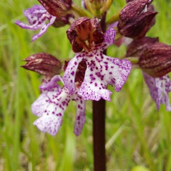 Orchis purpurea 花