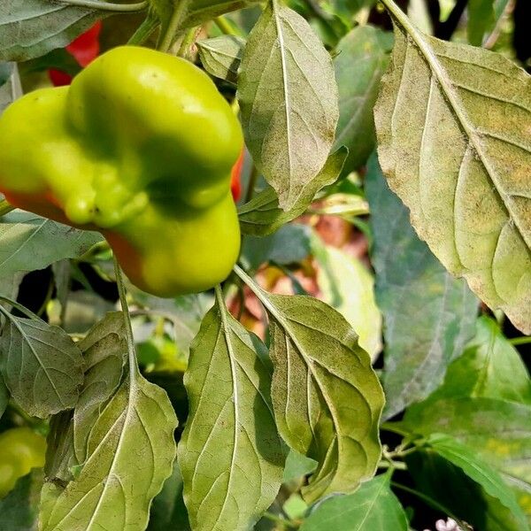 Capsicum baccatum Folla