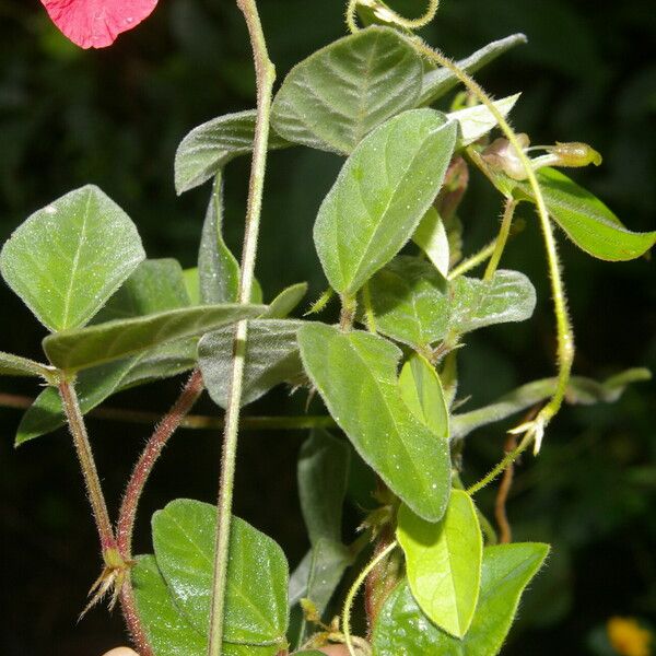 Macroptilium lathyroides 整株植物