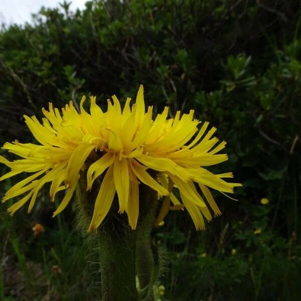 Crepis pontana Kvet