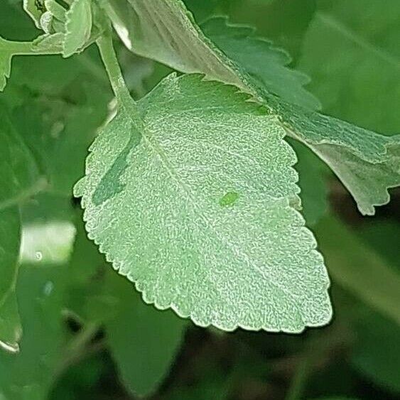 Tanacetum balsamita Leaf