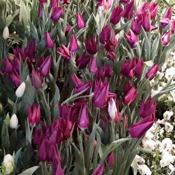 Tulipa clusiana Flower