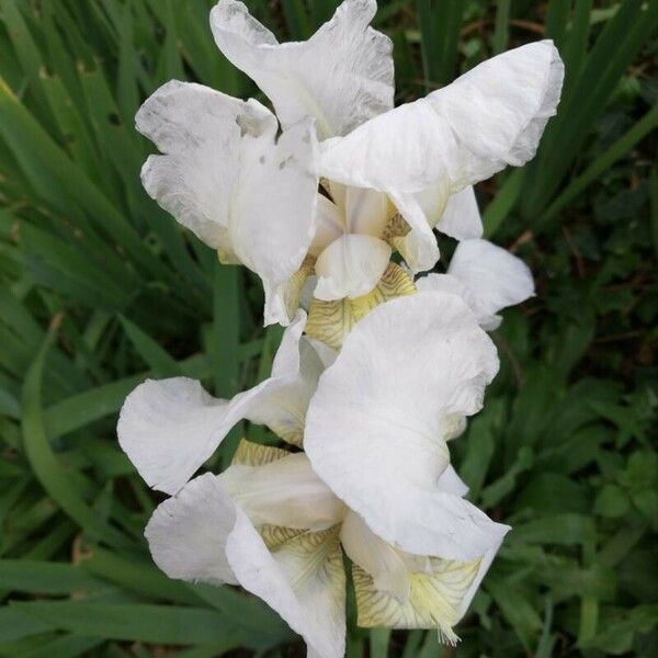 Iris albicans Kvet