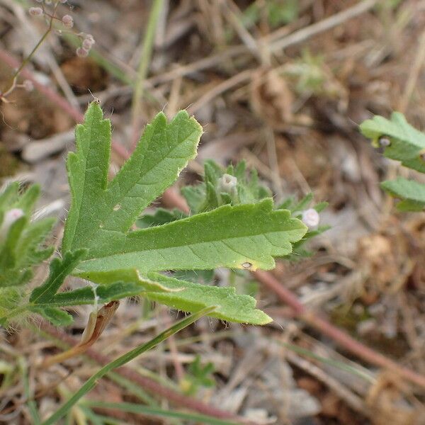 Malva setigera Leaf