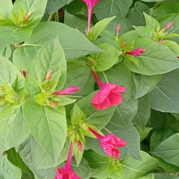 Mirabilis jalapa Habitus