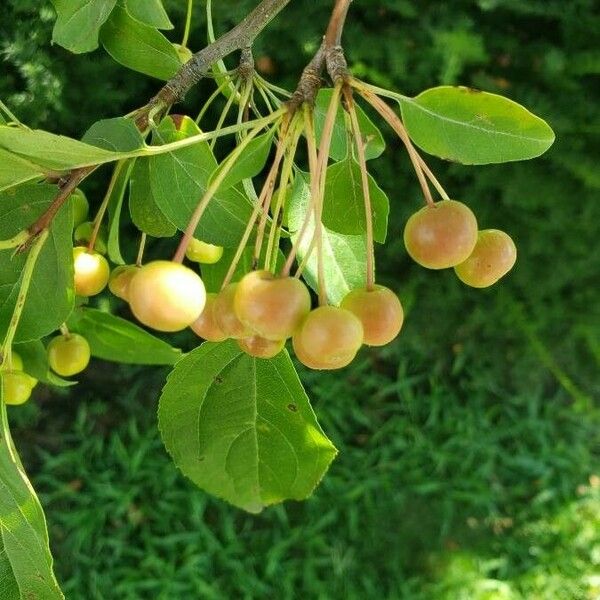 Malus baccata Плод