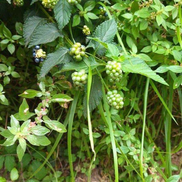 Lantana viburnoides Fruitua