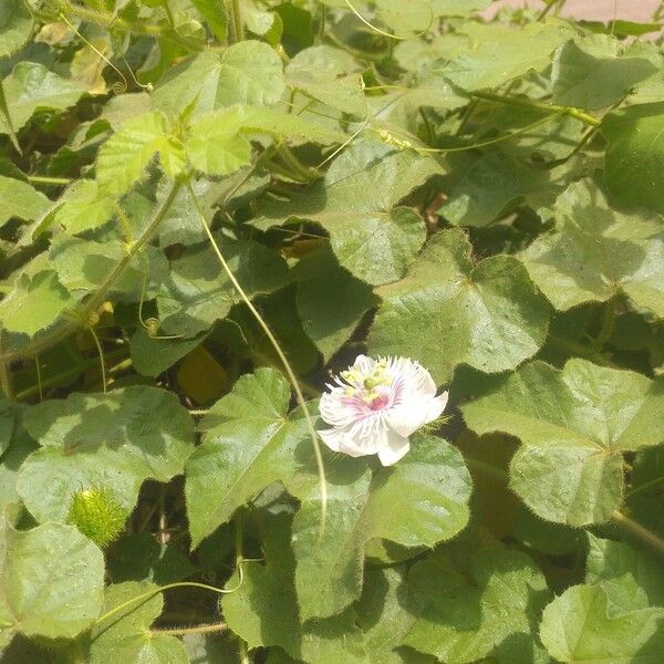 Passiflora foetida Fulla