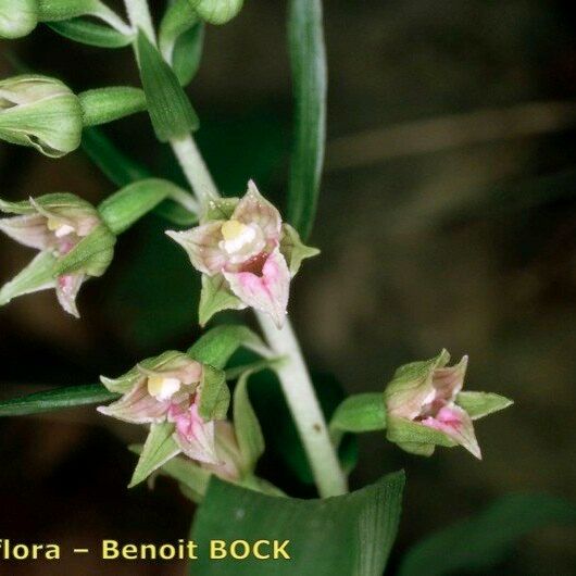 Epipactis leptochila Sonstige