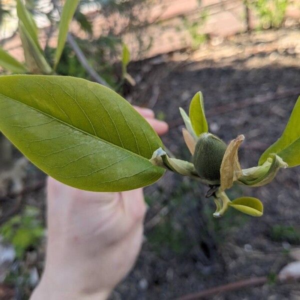 Magnolia virginiana Yaprak