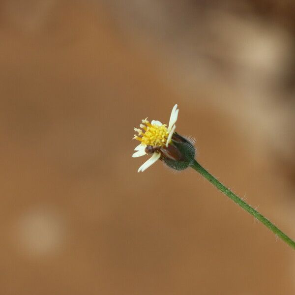 Tridax procumbens Õis