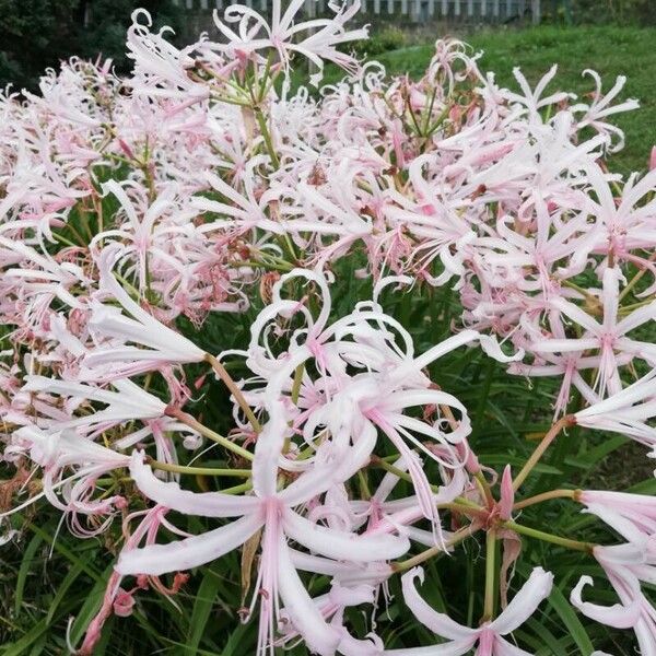 Nerine undulata Flower