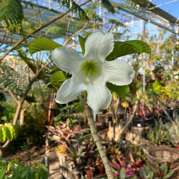 Beaumontia grandiflora Blomst