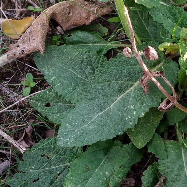 Salvia pratensis Лист