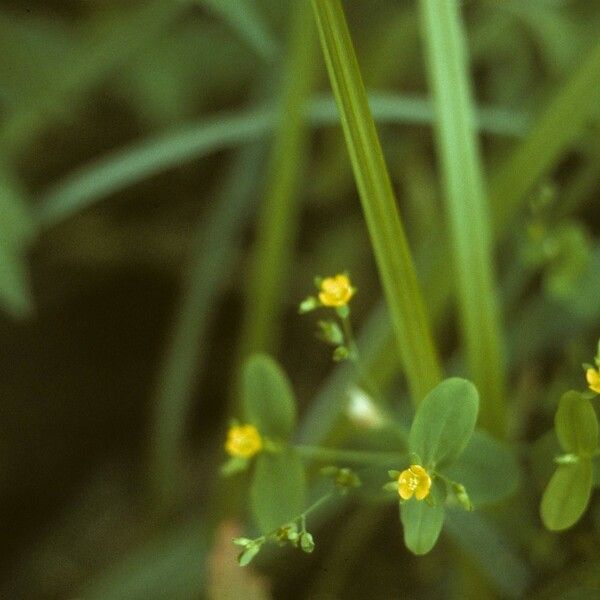 Hypericum mutilum Hábito