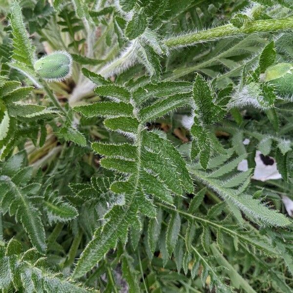 Papaver orientale Folla